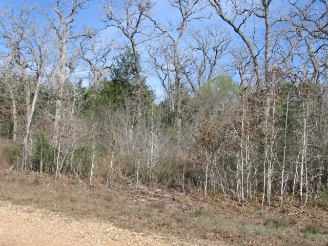 a view of a dry yard with trees