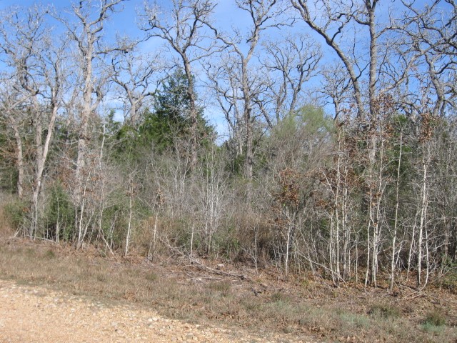 a view of a dry yard with trees