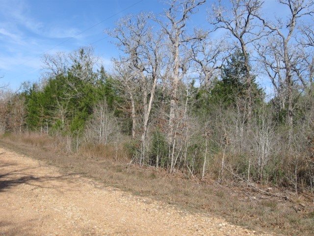 100 Rainbow Circle Somerville, TX 77879 - Photo 2 of 6 a view of a dry yard with trees