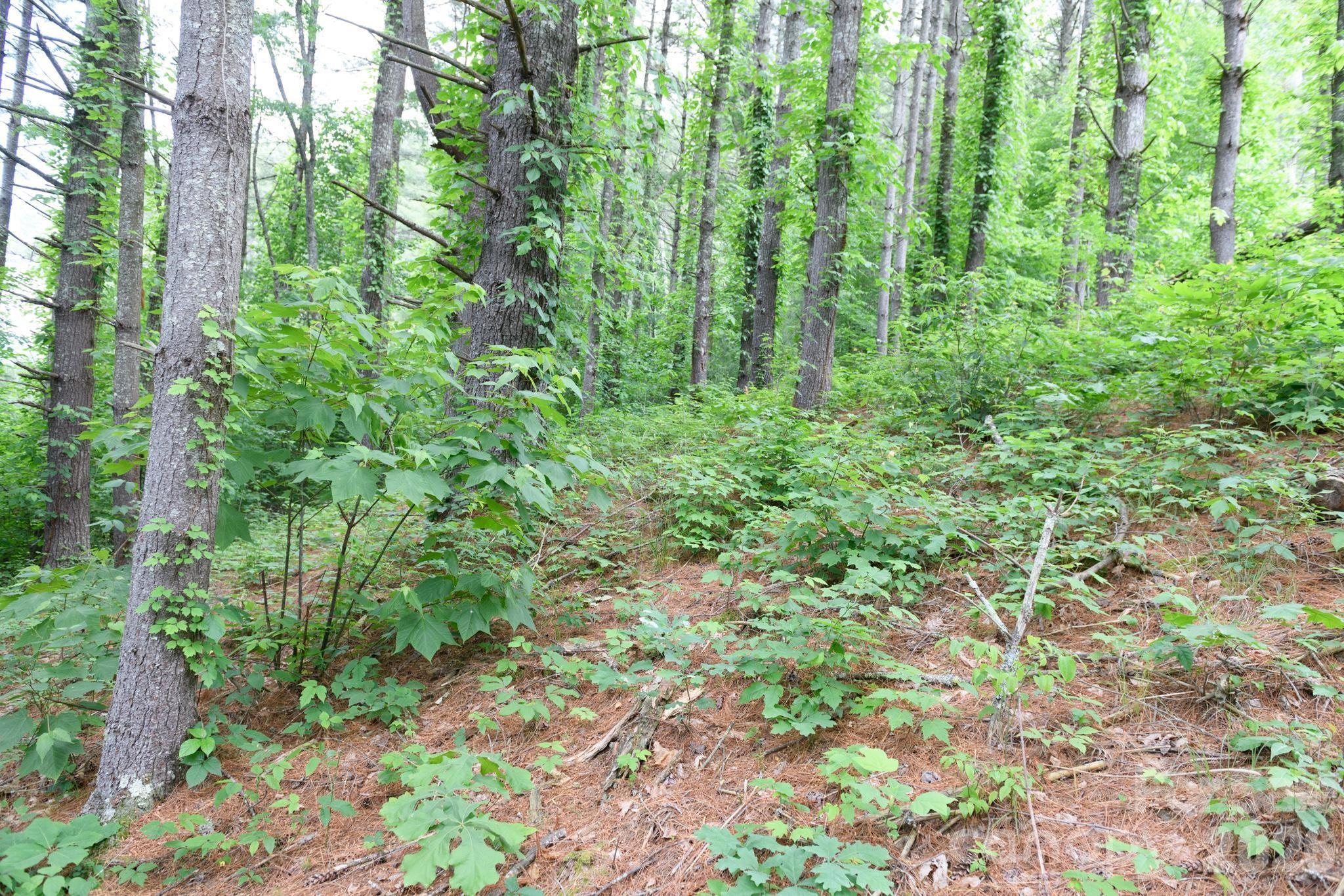 Tbd Tbd Sycamore Road Vilas, NC 28692 - Photo 23 of 38