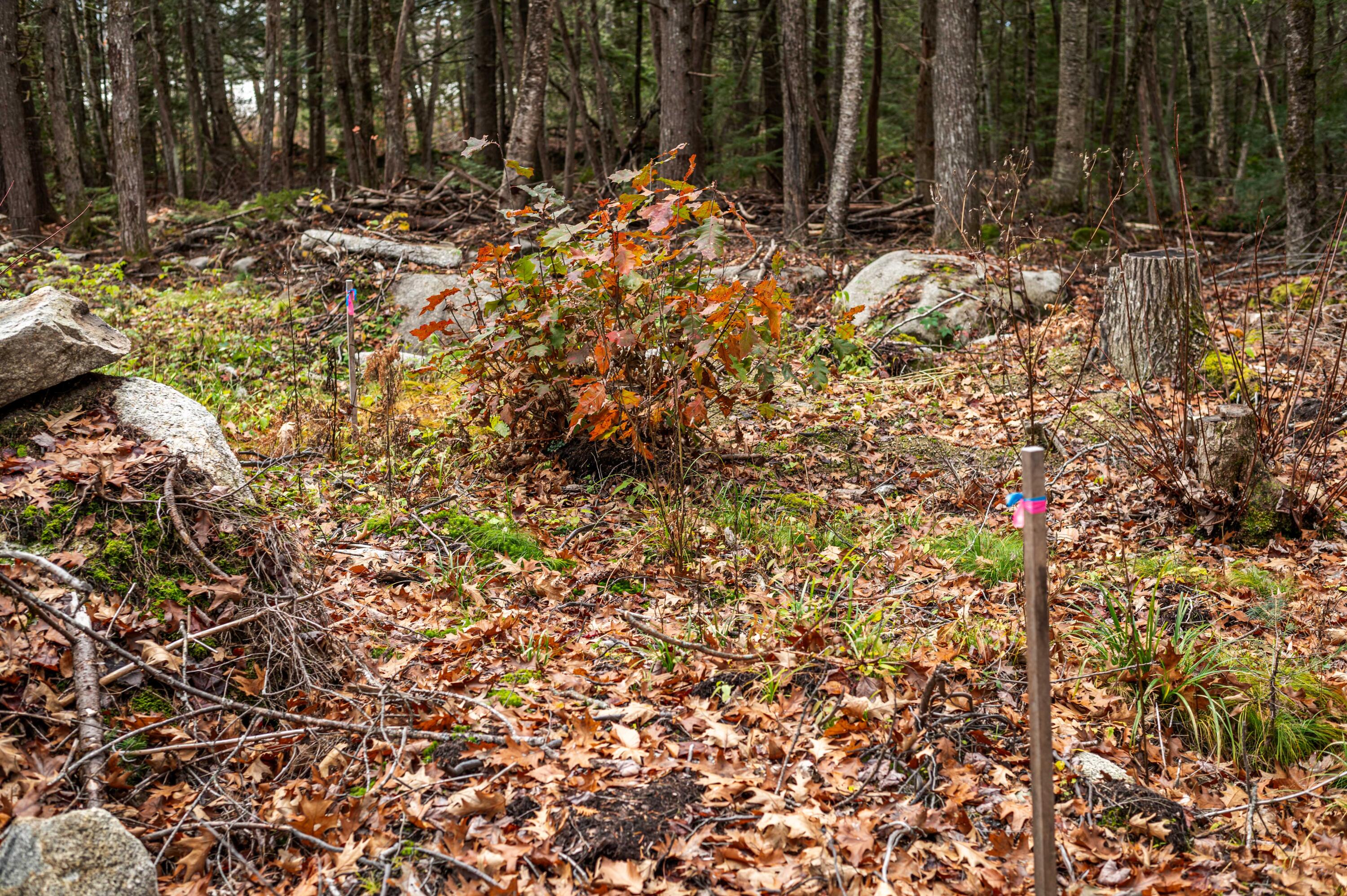 1 Frenchs Rock Road Hartland, ME 04943 - Photo 15 of 17 French_s Rock Land-10