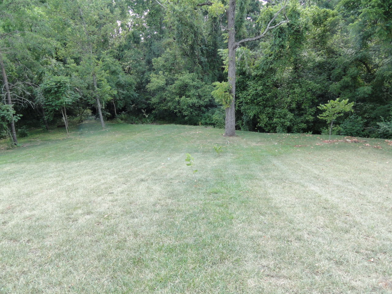 2826 Green Ridge Road Roanoke, VA 24019 - Photo 6 of 21 a view of outdoor space and yard