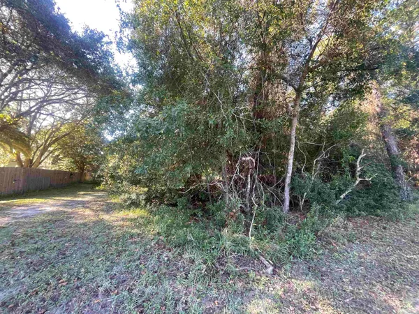 a view of a yard with plants and large trees