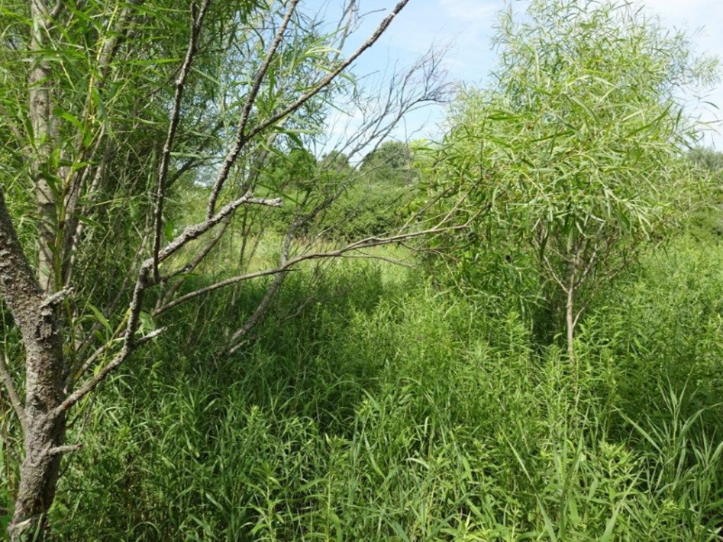 6915 South Maple Island Road Fremont, MI 49412 - Photo 3 of 20 DSC04042