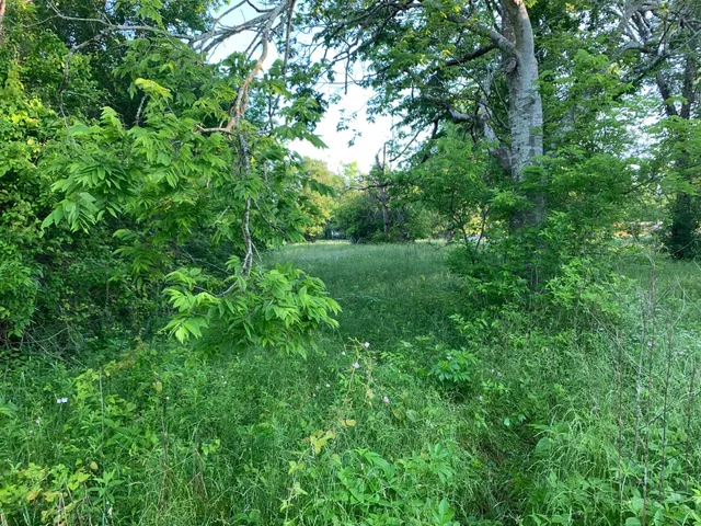 a view of a lush green forest