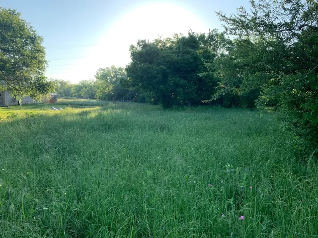 a view of a green field with a tree