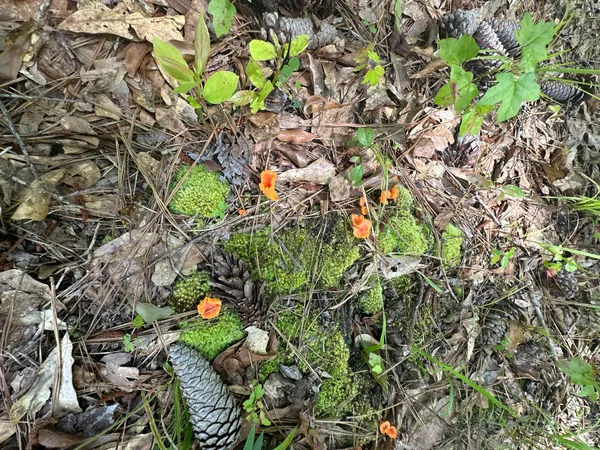 $50,000 | 1126 Sunset Cove, Tignall, GA 30668