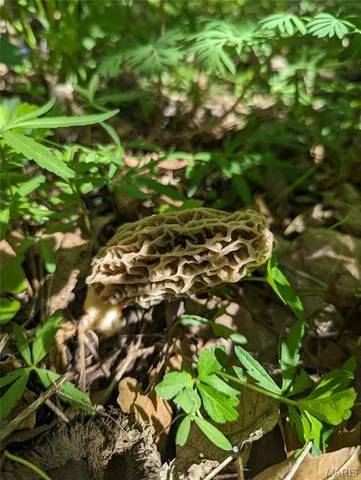 $300,000 | 7401 Highway 140, Edwardsville, IL 62025