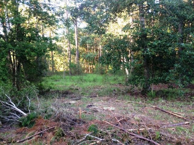 6483 Possum Ridge Road Crestview, FL 32539 - Photo 14 of 20 a view of a forest that has large trees