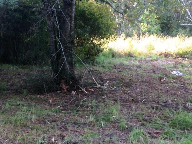 6483 Possum Ridge Road Crestview, FL 32539 - Photo 8 of 20 a view of a yard
