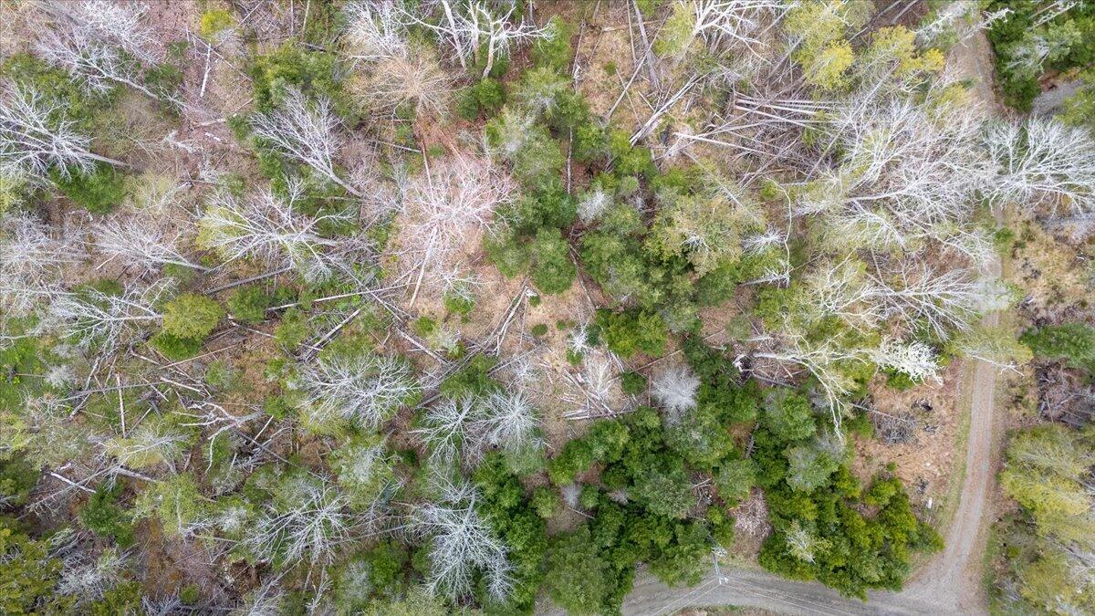 22 Map Lane Islesboro, ME 04848 - Photo 10 of 15 Map 22 Lot 4B Big Tree Lane, Islesboro