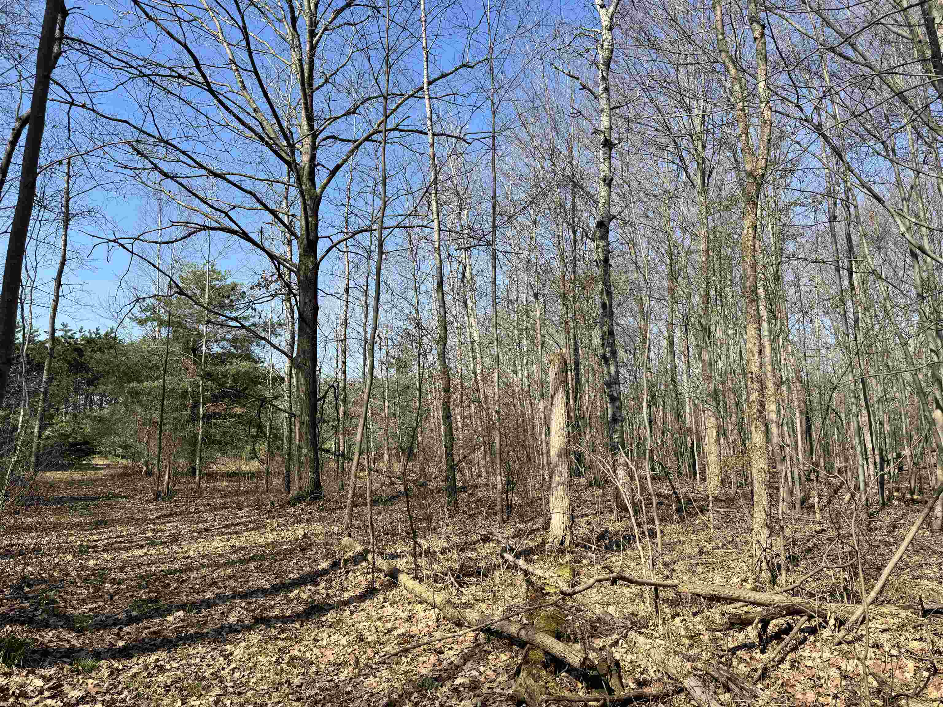 Tbd North Loomis Road Clare, MI 48617 - Photo 3 of 9
