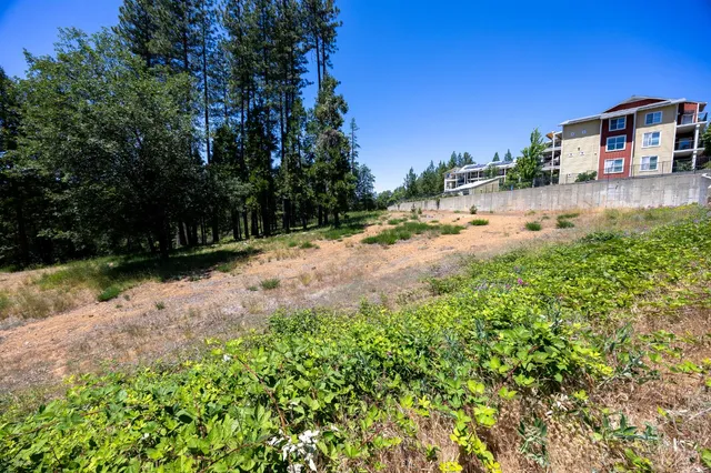 a view of a garden with a tree