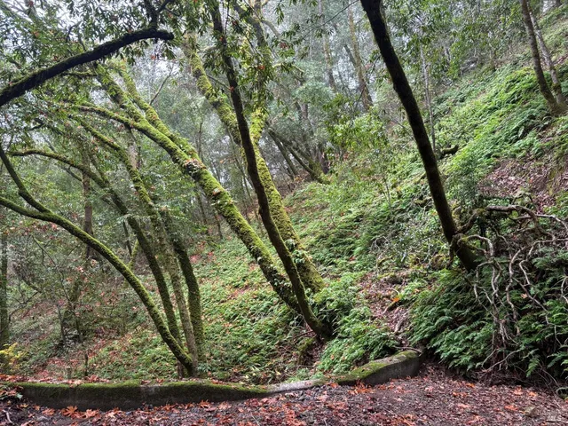 a view of a yard with plants and large trees
