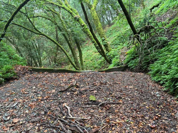 a view of backyard with green space