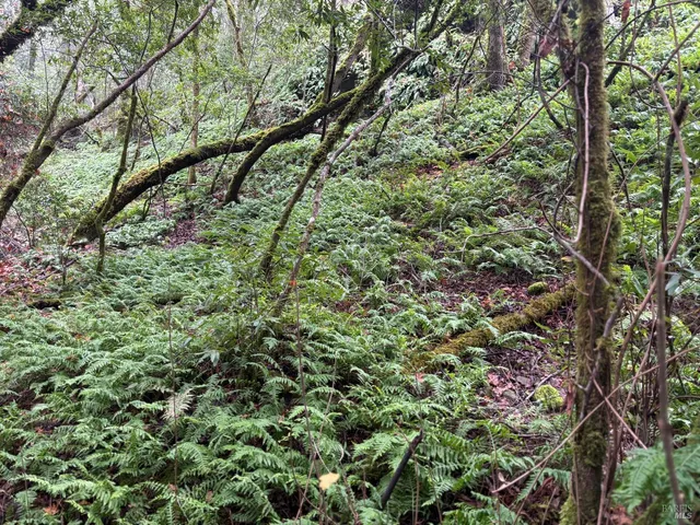 a view of a garden with plants