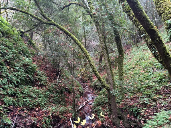 a view of a garden with plants