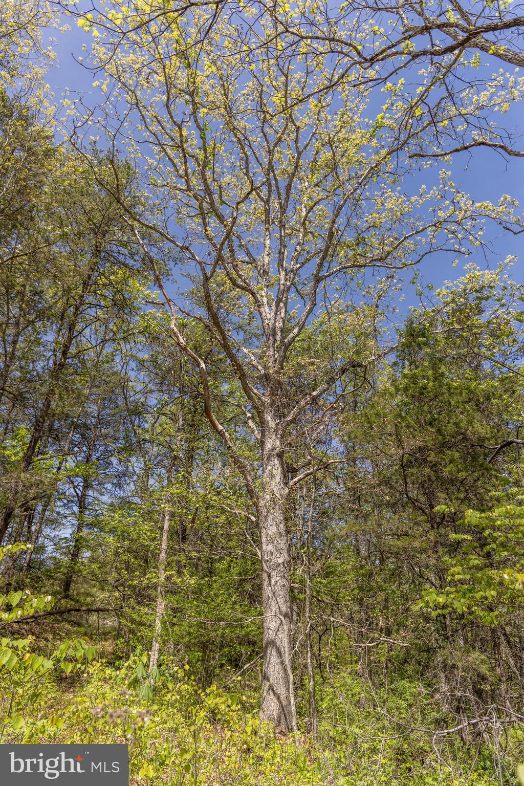 Wayside Creamery Road Wayside, WV 24985 - Photo 4 of 25