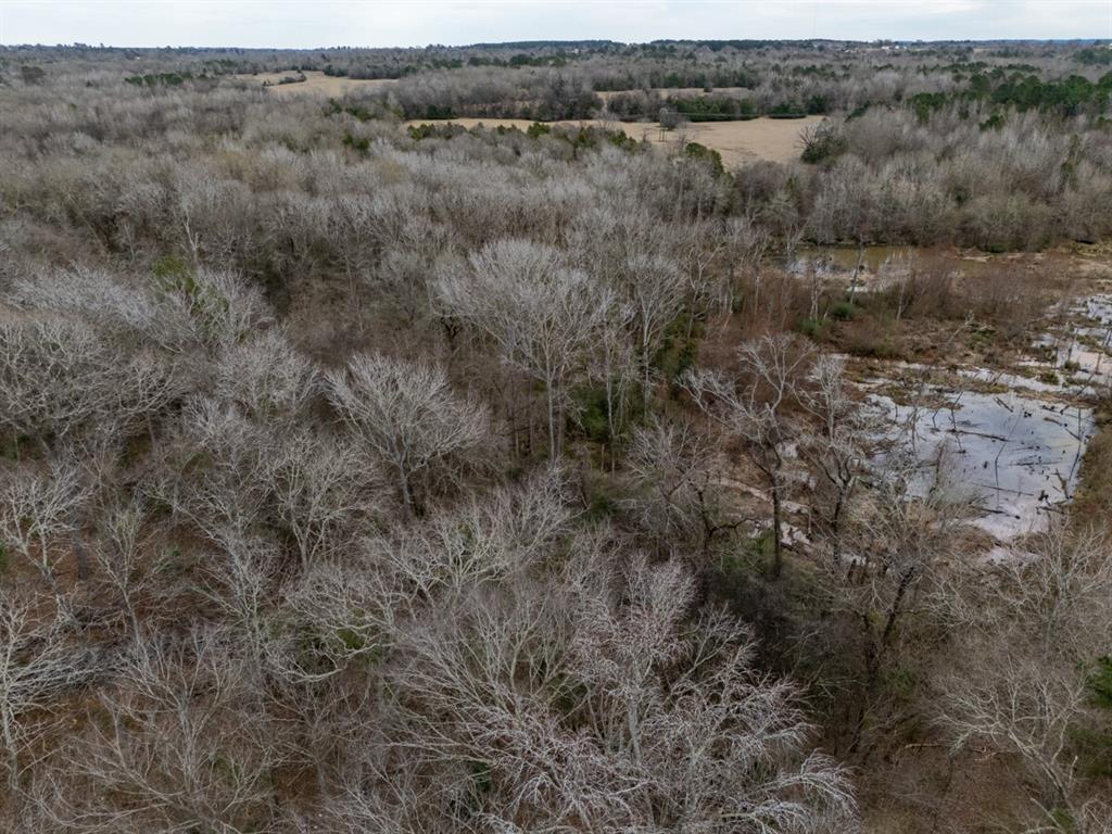 185 Sabine Bullard, TX 75757 - Photo 30 of 32 a view of a forest with trees in the background