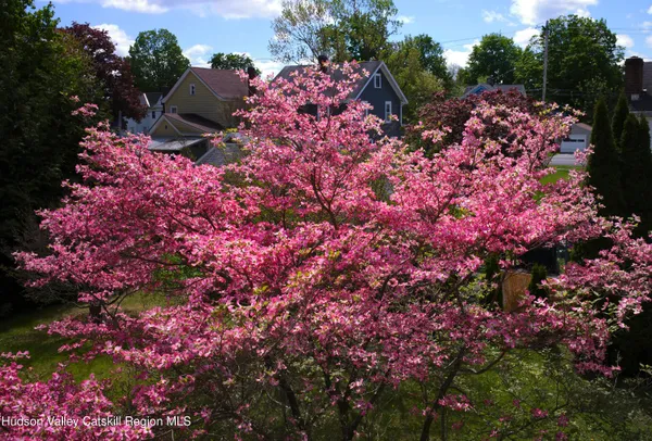 a picture of flowers
