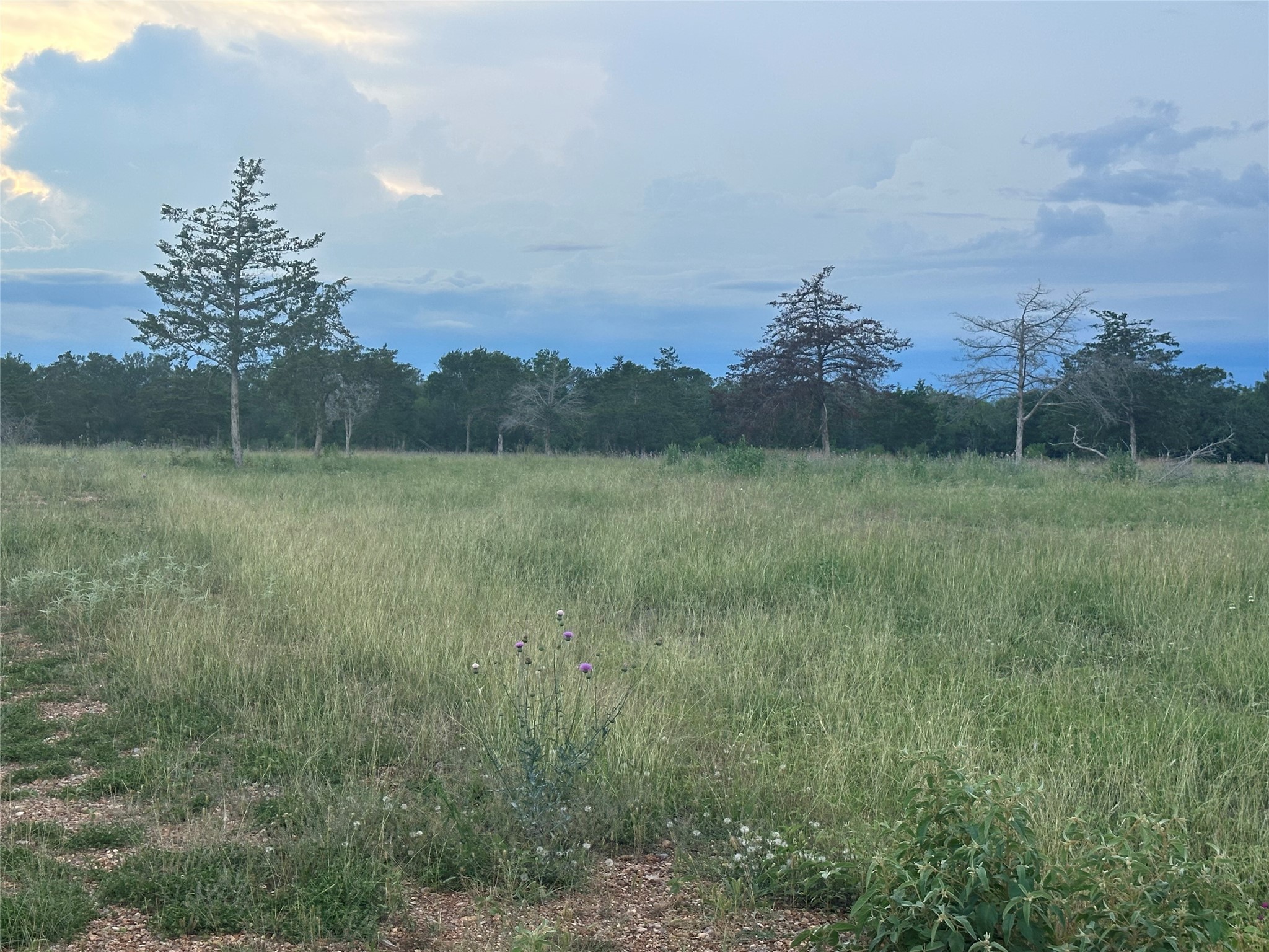 1403 Armstrong Derry Road Waelder, TX 78959 - Photo 6 of 11 a view of a big yard with a tree