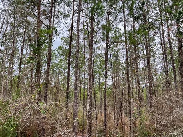 a view of a forest with trees in the background