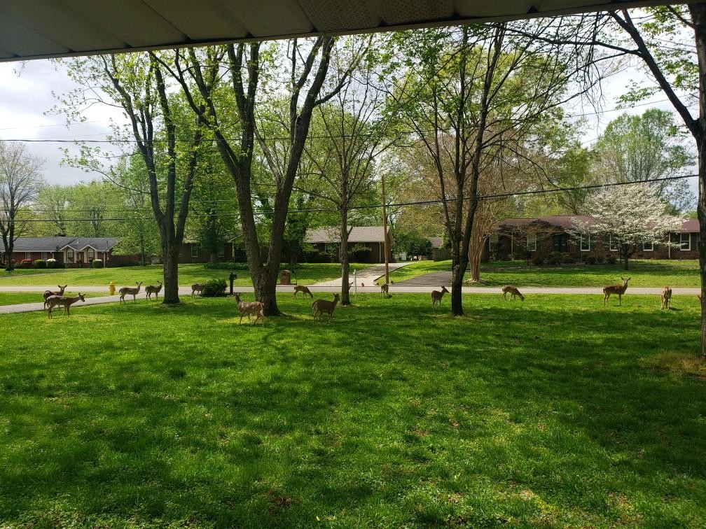 108 Millbrook Road Hendersonville, TN 37075 - Photo 36 of 44 Gallery Image 36