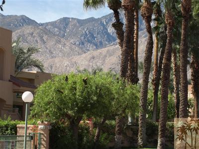 401 El Cielo Road, Unit 227 Palm Springs, CA 92262 - Photo 23 of 24 a view of a backyard with plants and a large tree