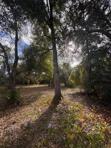 a view of a tree in the middle of a yard