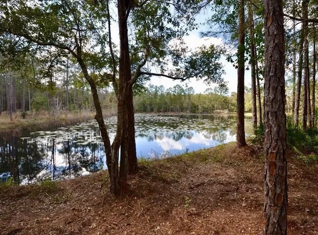 a view of a yard with large trees
