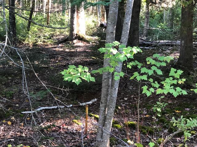 163 Lyons Road Lubec, ME 04652 - Photo 7 of 11 7. Boundary line stake