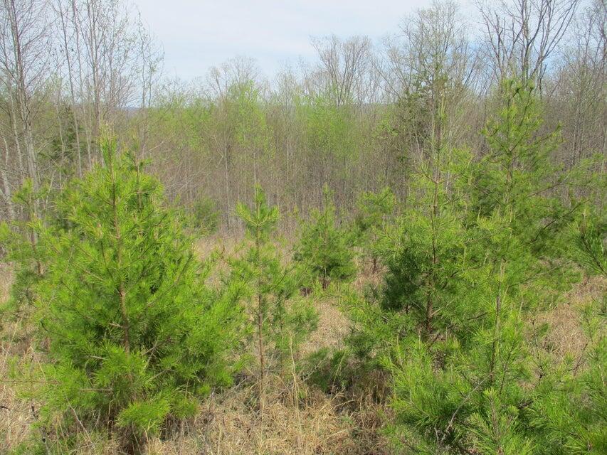 327 Odyssey Farms Roads Pikeville, TN 37367 - Photo 18 of 36 20220418122946882440000000-o - Copy