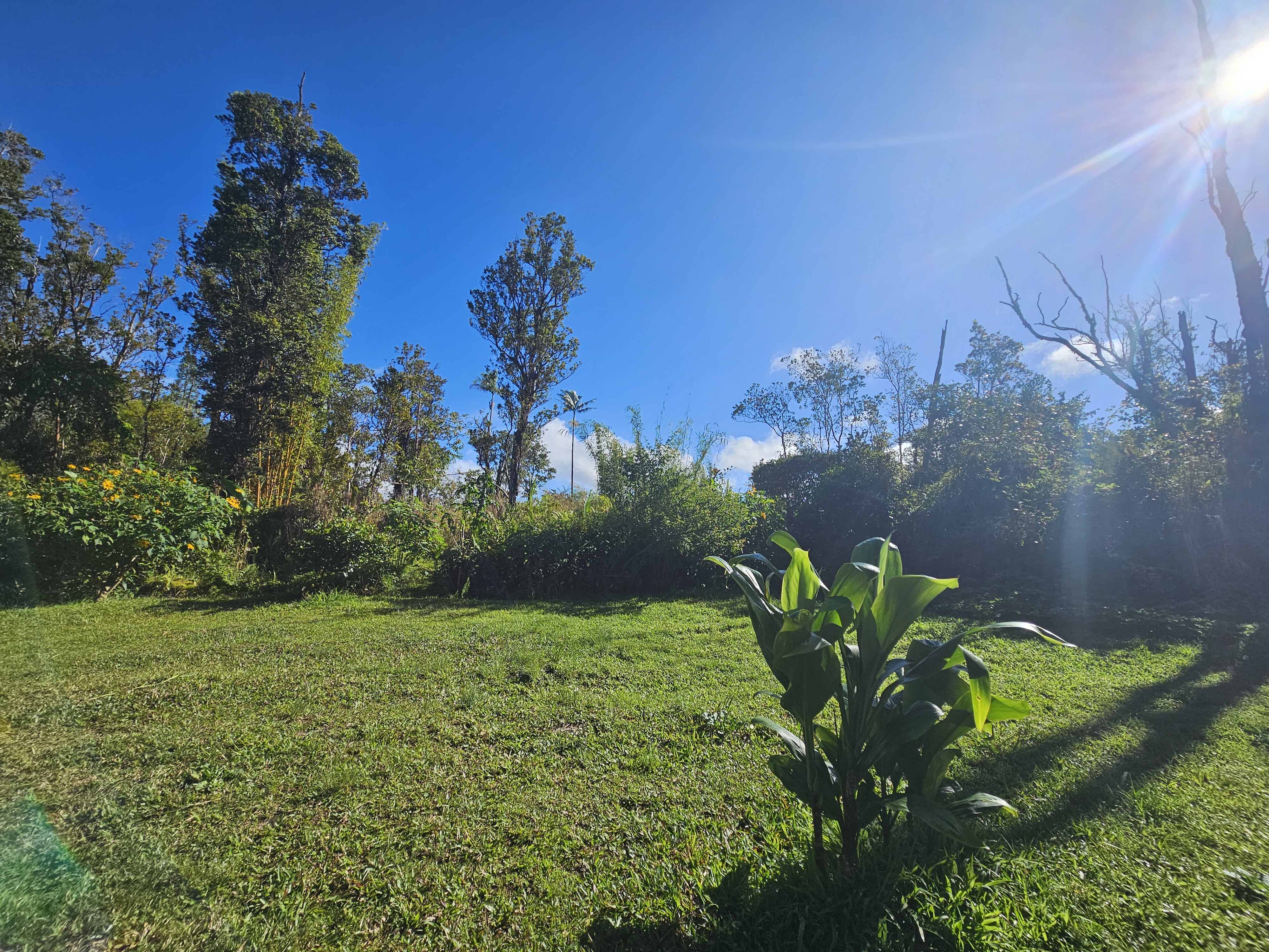 11-2093 Alii Wao Road Pahoa, HI 96778 - Photo 15 of 21 a view of a garden
