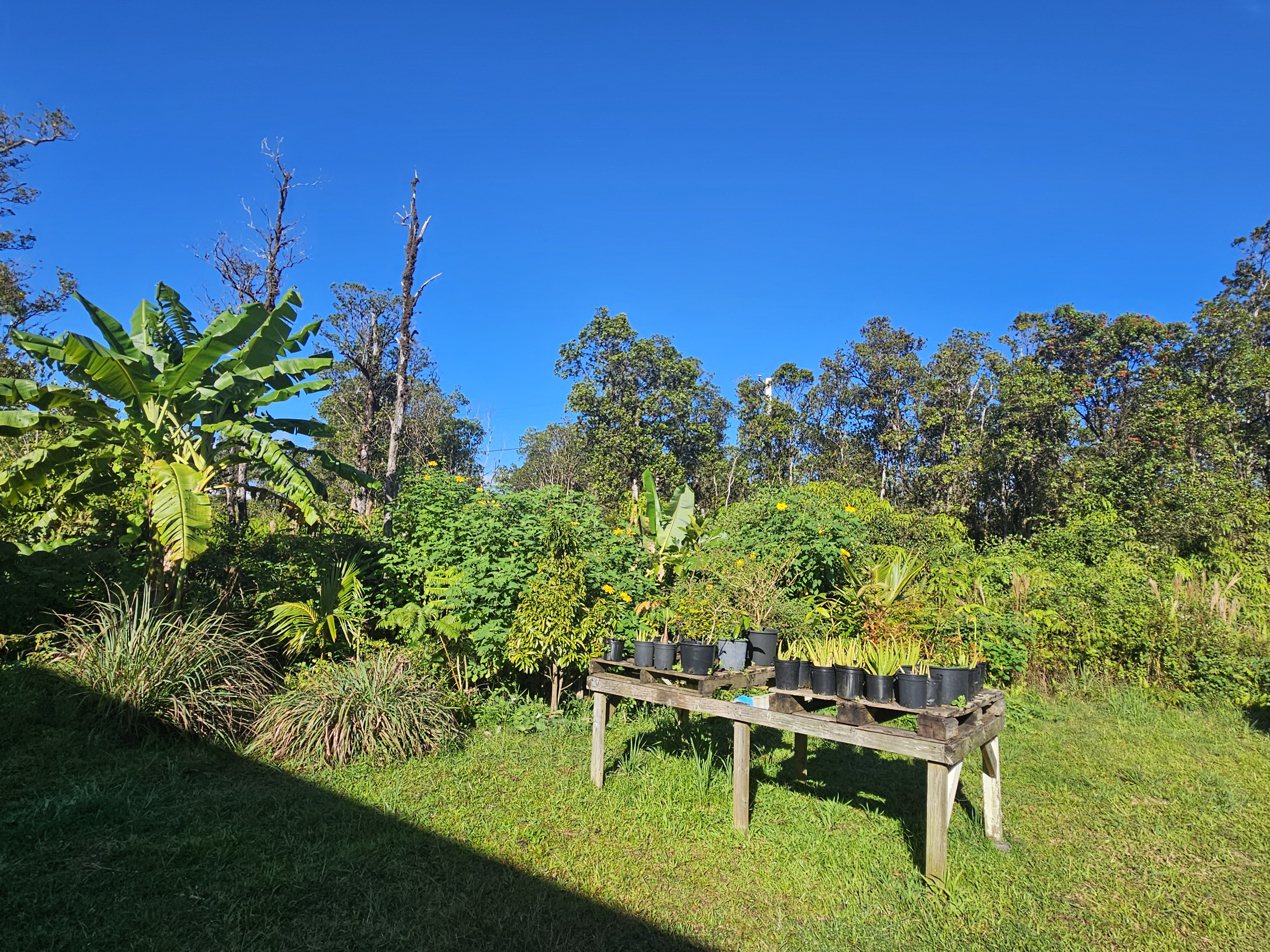 11-2093 Alii Wao Road Pahoa, HI 96778 - Photo 16 of 21 a view of a chair and table in the garden