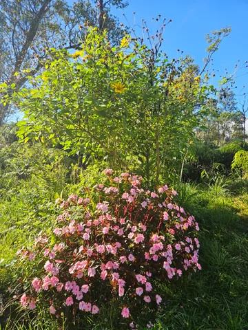 $115,000 | 11-2093 Alii Wao Road, Pahoa, HI 96778