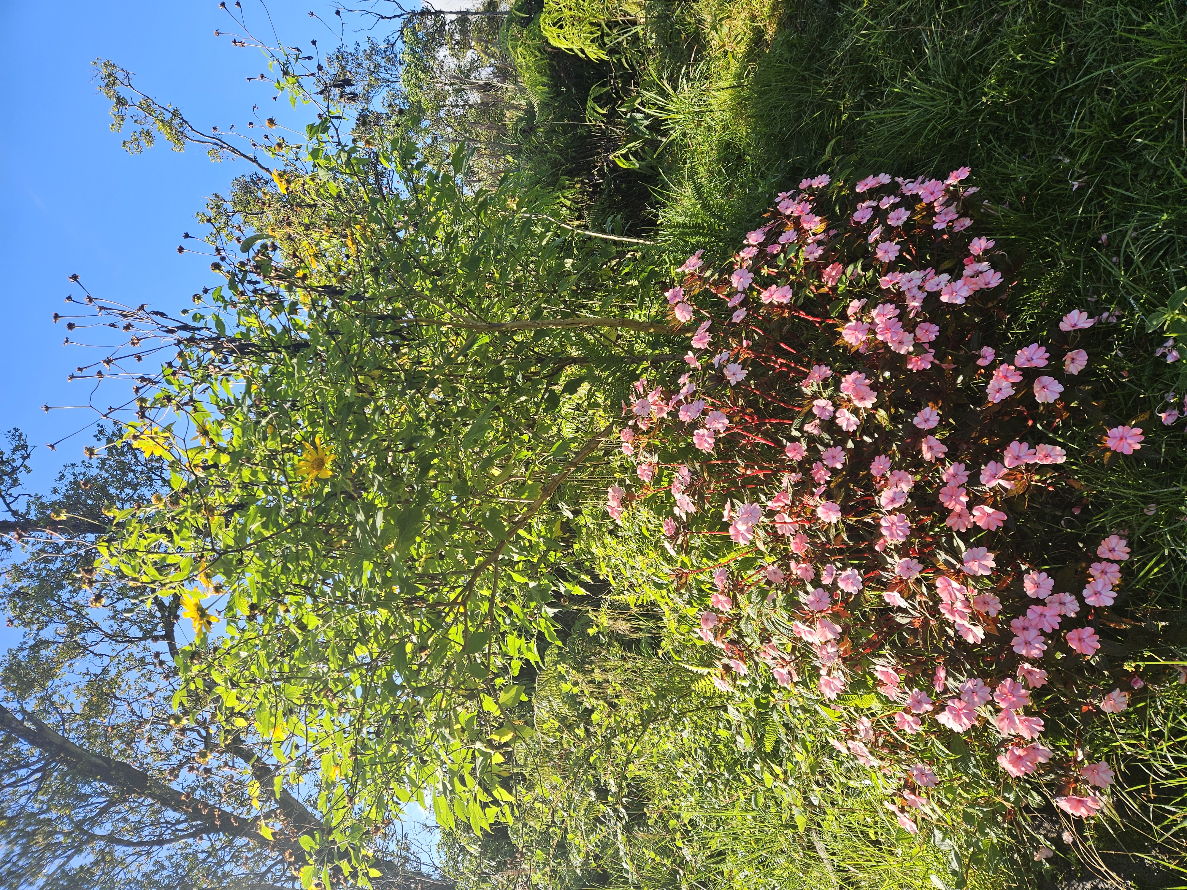 11-2093 Alii Wao Road Pahoa, HI 96778 - Photo 18 of 21 a picture of flowers