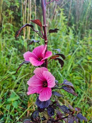 $115,000 | 11-2093 Alii Wao Road, Pahoa, HI 96778