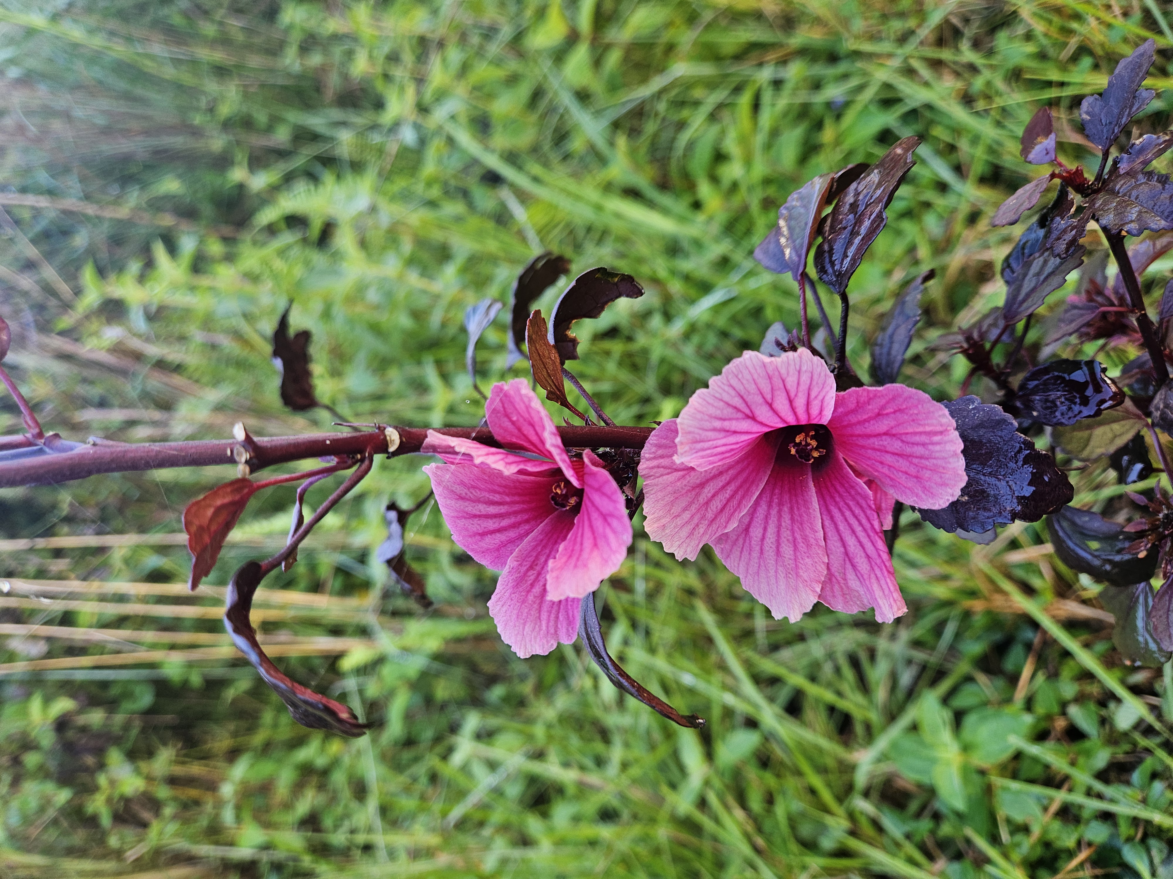 11-2093 Alii Wao Road Pahoa, HI 96778 - Photo 19 of 21 a view of electric light
