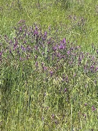 $275,000 | 10601 Acorn Lane, Angels Camp, CA 95222