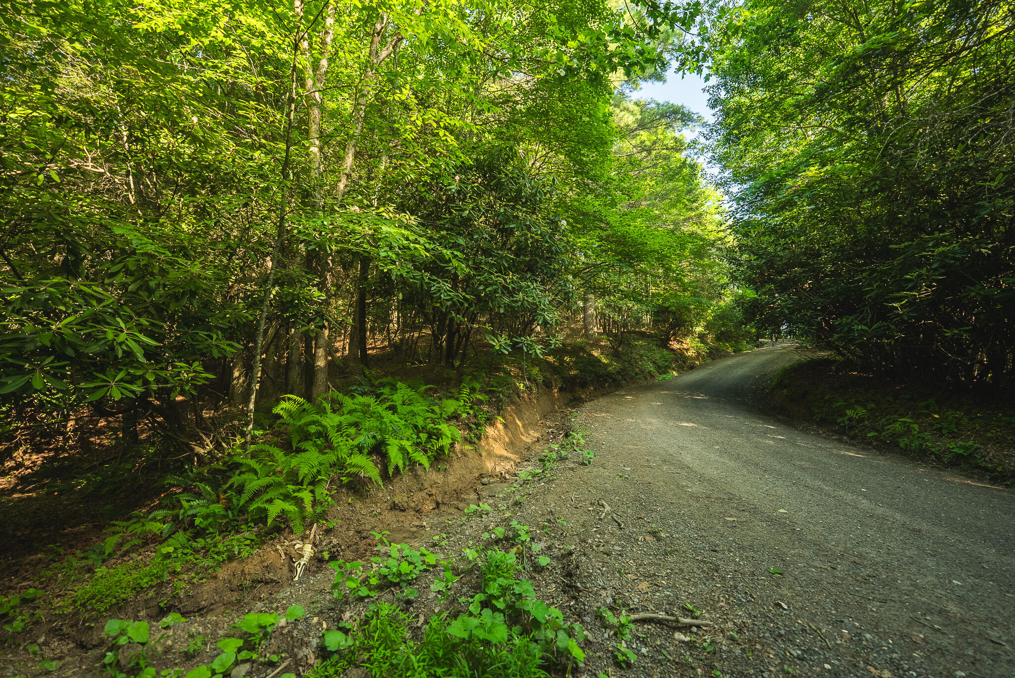 Tbd Sawmill Hill Road Northwest Willis, VA 24380 - Photo 20 of 40 a view of a lush green space