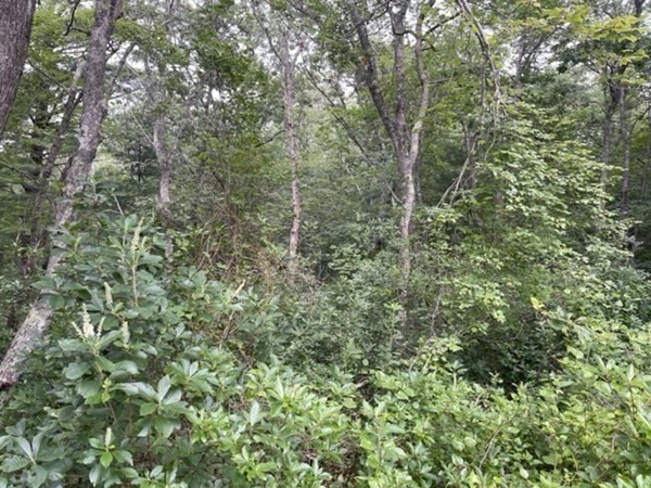 390 Hatchville Road Falmouth, MA 02536 - Photo 6 of 9 a view of a forest with a tree