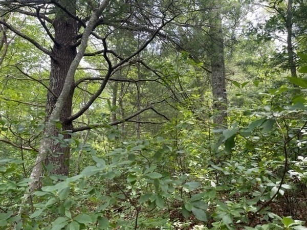 390 Hatchville Road Falmouth, MA 02536 - Photo 7 of 9 a backyard of a house with lots of green space