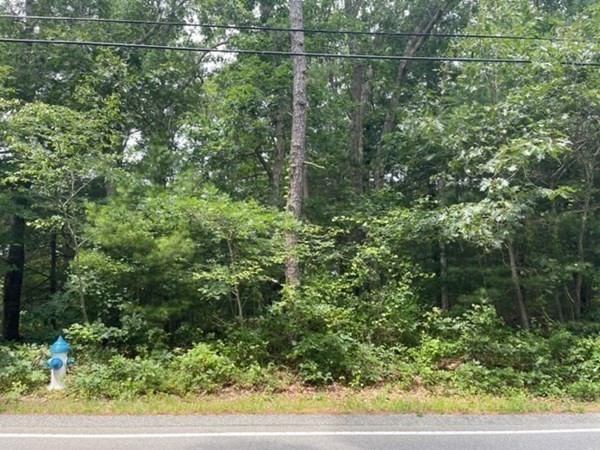 390 Hatchville Road Falmouth, MA 02536 - Photo 8 of 9 a view of a forest