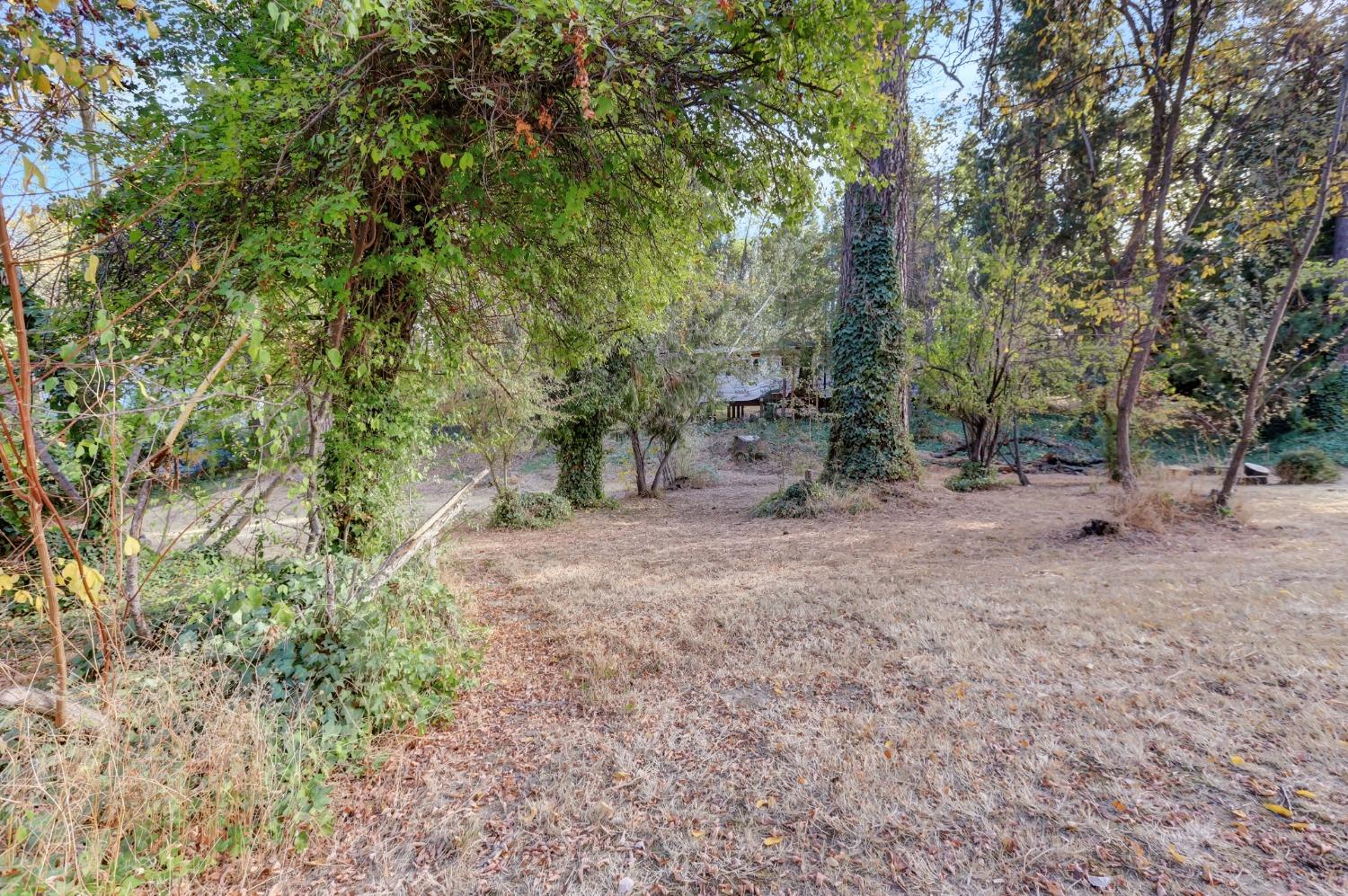 728 Old Washington Road Nevada City, CA 95959 - Photo 18 of 65 a view of a forest with trees in the background