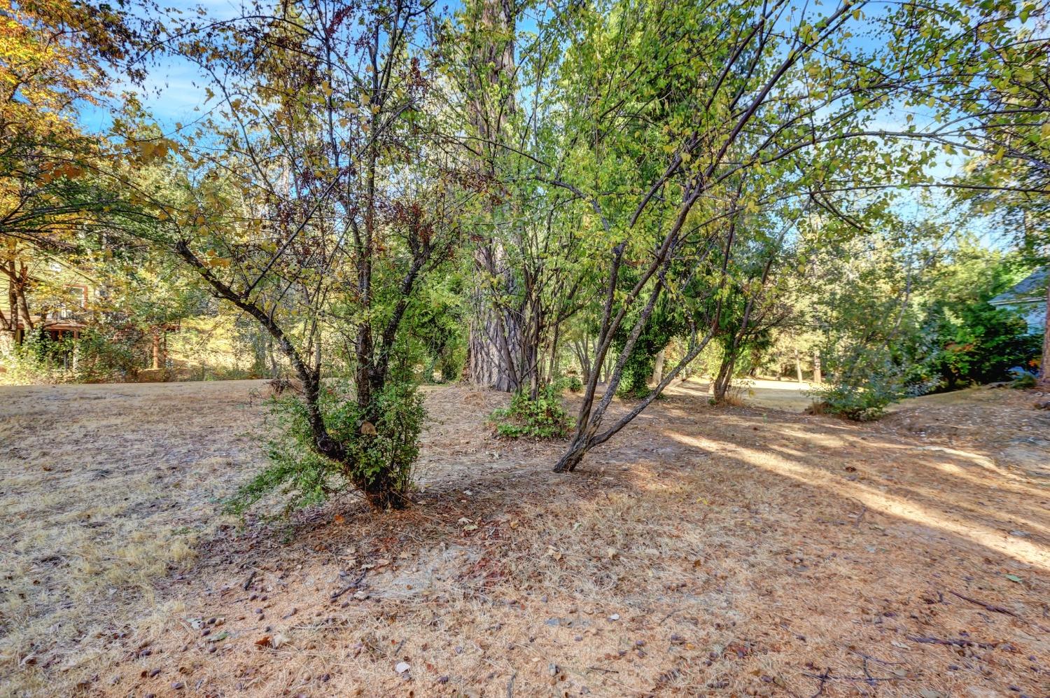 728 Old Washington Road Nevada City, CA 95959 - Photo 40 of 65 a view of a tree in the middle of a yard