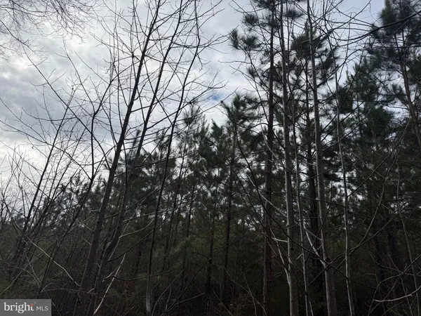 a backyard of a house with lots of trees