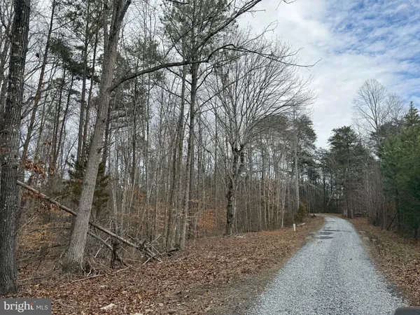 a view of a forest