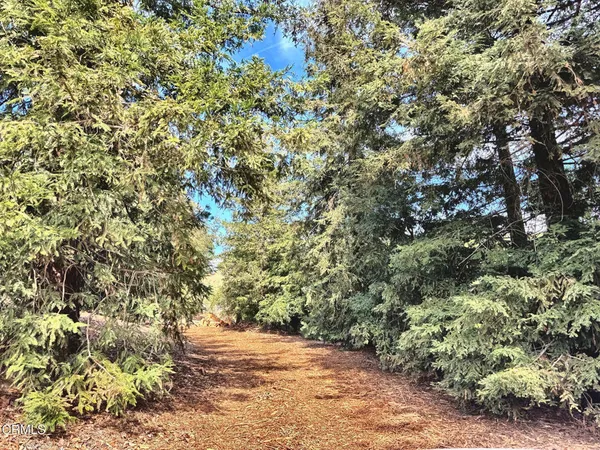 a view of dirt field with trees
