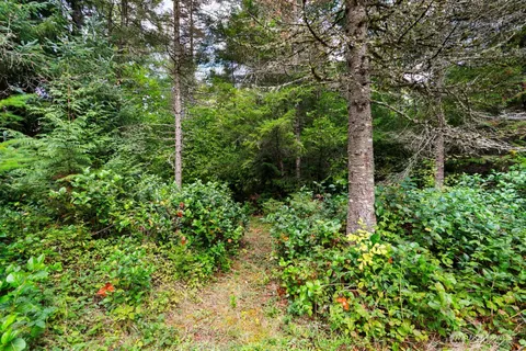 a view of a lush green forest