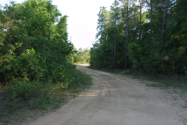 a view of a forest with trees in the background